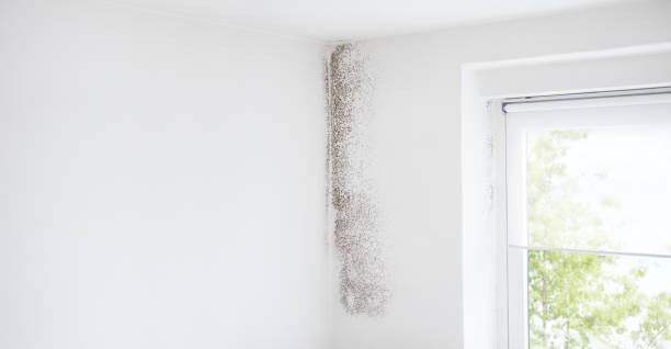 Professional Mold Removal in China Grove, NC