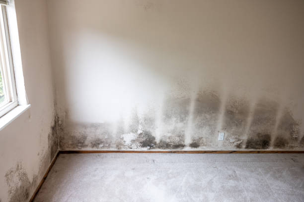 Best Mold Remediation for Vacation Homes  in China Grove, NC