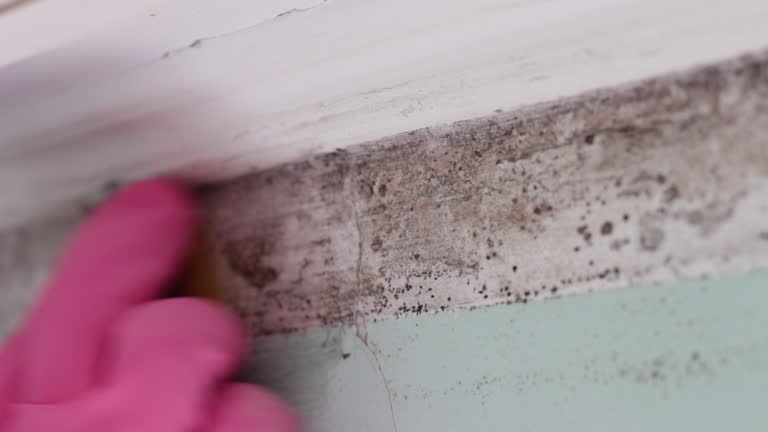 Forensic Mold Investigation in China Grove, NC